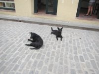 IMG 5646